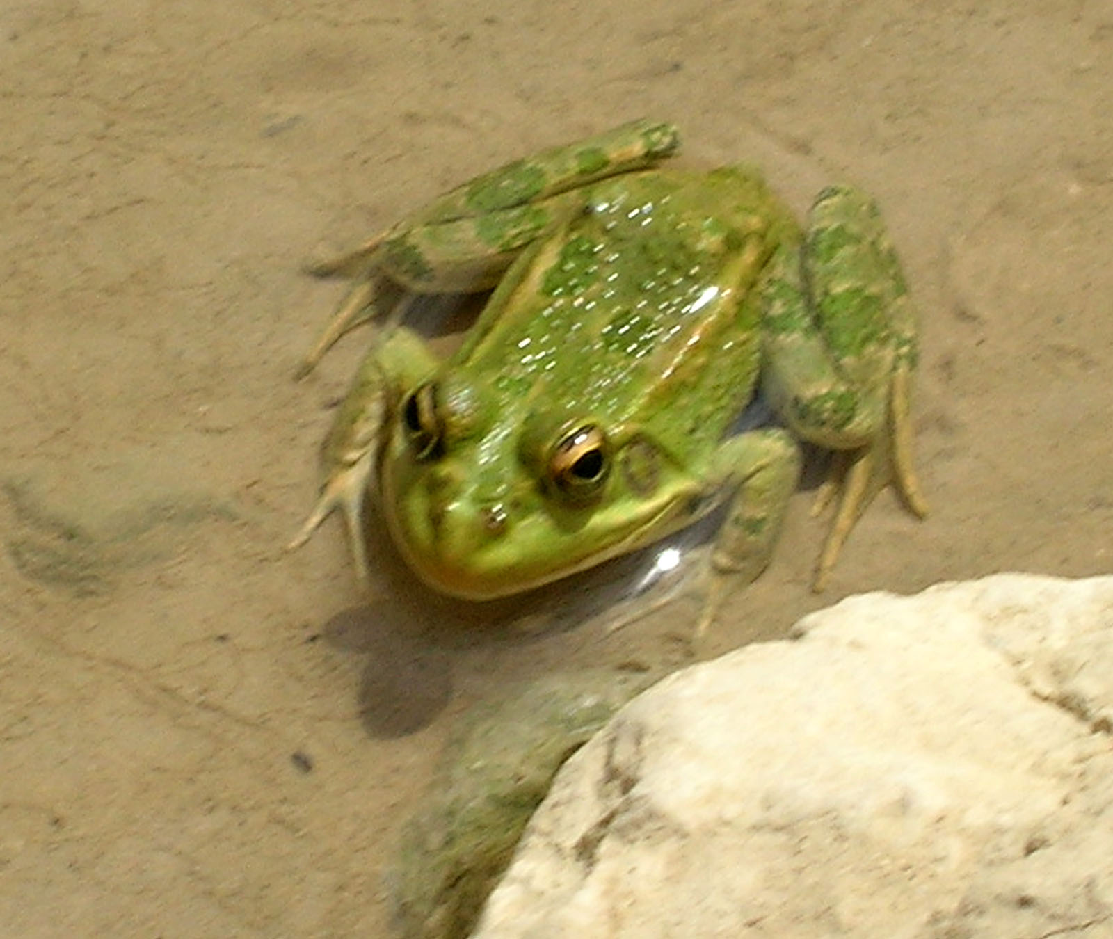 Tunisia : Identificazione Rana - Pelophylax saharicus